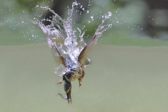 IJsvogel; Common Kingfisher; Alcedo atthis