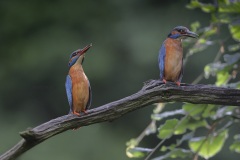 IJsvogel; Common Kingfisher; Alcedo atthis
