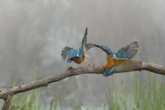 IJsvogel; Common Kingfisher; Alcedo atthis