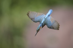 IJsvogel; Common Kingfisher; Alcedo atthis