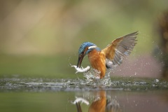IJsvogel; Common Kingfisher; Alcedo atthis