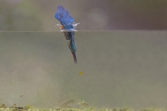 IJsvogel; Kingfisher; Alcedo Atthis