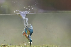 IJsvogel; Kingfisher; Alcedo Atthis