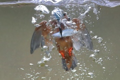 IJsvogel; Kingfisher; Alcedo Atthis
