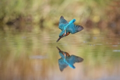 IJsvogel; Kingfisher; Alcedo Atthis