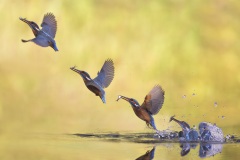 IJsvogel; Kingfisher; Alcedo atthis