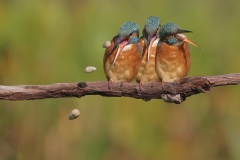 IJsvogel; Kingfisher; Alcedo atthis
