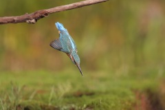 IJsvogel; Kingfisher; Alcedo atthis