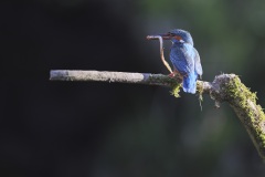 IJsvogel; Kingfisher; Alcedo atthis