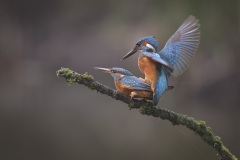 IJsvogel; Kingfisher; Alcedo atthis