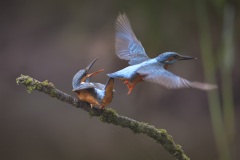 IJsvogel; Kingfisher; Alcedo atthis
