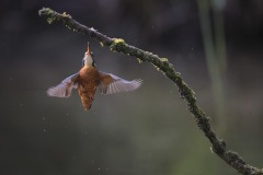 IJsvogel; Kingfisher; Alcedo atthis