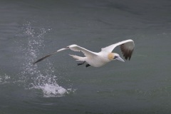 Jan-van-gent; Northern Gannet; Morus bassanus