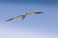 Jan-van-gent; Northern Gannet; Morus bassanus