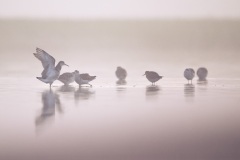 Kemphaan; Ruff; Calidris pugnax