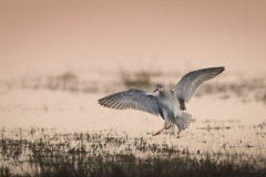 Kemphaan; Ruff; Calidris pugnax