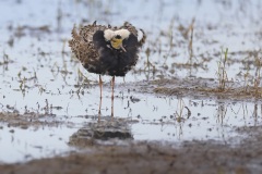 Kemphaan; Ruff; Calidris pugnax