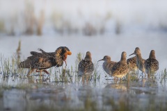 Kemphaan; Ruff; Calidris pugnax