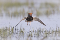 Kemphaan; Ruff; Calidris pugnax
