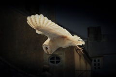 Kerkuil; Barn Owl; Tyto Alba