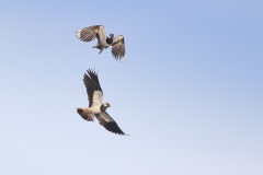 Kievit; Northern Lapwing; Vanellus vanellus