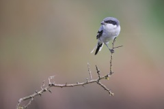 Klapekster; Great Grey Shrike; Lanius excubitor