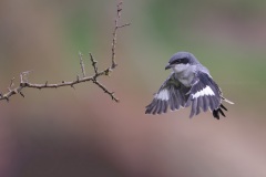 Klapekster; Great Grey Shrike; Lanius excubitor