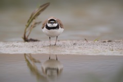 Kleine Plevier; Little Ringed Plover; Charadrius Dubius