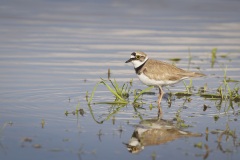 Kleine Plevier; Little ringed Plover; Thinornis dubius