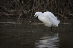 Kleine Zilverreiger; Little Egret; Egretta garzetta