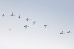 Kleine Zwaan; Bewickii