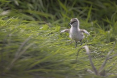 Kluut; Pied Avocet; Avosetta recurvirostra
