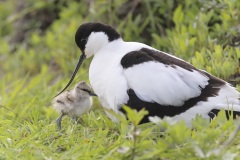 Kluut; Pied Avocet; Avosetta recurvirostra