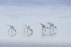 Kluut; Pied Avocet; Recurvirostra Avosetta