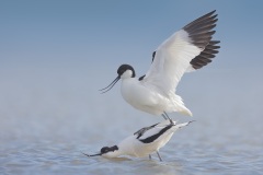 Kluut; Pied Avocet; Recurvirostra avosetta