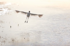 Kluut; Pied Avocet; Recurvirostra avosetta