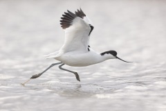 Kluut; Pied Avocet; Rucurvirostra avosetta