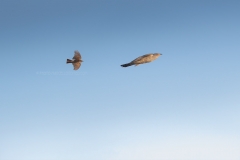 Koekoek; Common Cuckoo; Cuculus Canorus