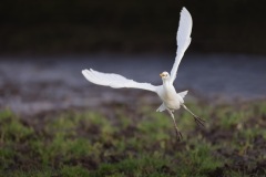 Koereiger; Cattle Egret; Bubulcus ibis