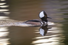 Kokardezaagbek; Hooded Merganser; Lophodytes Cucullatus