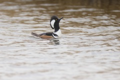 Kokardezaagbek; Hooded Merganser; Lophodytes cucullatus