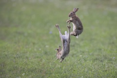 Konijn; European Rabbit; Oryctolagus cuniculus
