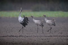 Kraanvogel; Common Crane; Grus Grus