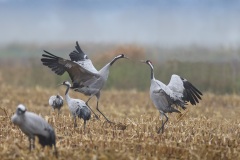 Kraanvogel; Common Crane; Grus Grus