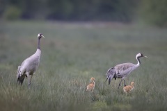 Kraanvogel; Common Crane; Grus grus