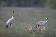 Kraanvogel; Common Crane; Grus grus