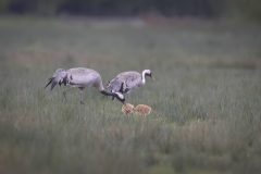 Kraanvogel; Common Crane; Grus grus