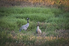 Kraanvogel; Common Crane; Grus grus