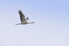 Kraanvogel; Common Crane; Grus grus