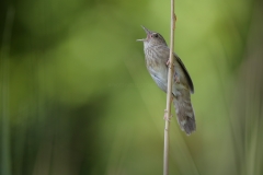 Krekelzanger; River Warbler; Locustella Fluviatilis